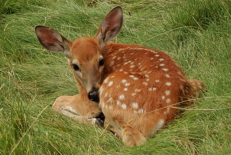 Whitetail fawn